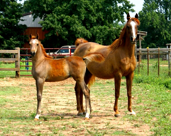 Lotus Nebet and filly by Ansata Nadeem